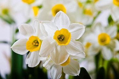 《暗喻幻想：ReFantazio》确认亮相夏日游戏节